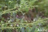 Weidebergvlas (Thesium pyrenaicum)