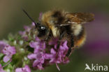 Weidehommel (Bombus pratorum)