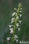 Welriekende nachtorchis (Platanthera bifolia) 