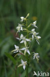 Welriekende nachtorchis (Platanthera bifolia) 