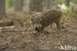 Wild Boar (Sus scrofa)