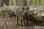 Wild Boar (Sus scrofa)