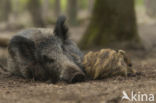 Wild Boar (Sus scrofa)