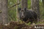 Wild Boar (Sus scrofa)