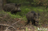 Wild Boar (Sus scrofa)