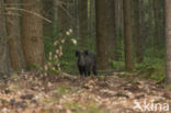 Wild Boar (Sus scrofa)