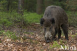 Wild Boar (Sus scrofa)