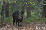 Wild Boar (Sus scrofa)