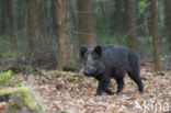 Wild Boar (Sus scrofa)