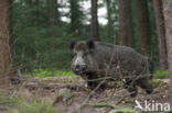 Wild Boar (Sus scrofa)