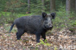 Wild Boar (Sus scrofa)