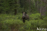 Wild Boar (Sus scrofa)