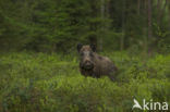 Wild Boar (Sus scrofa)