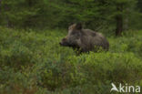 Wild Boar (Sus scrofa)