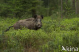 Wild Boar (Sus scrofa)