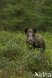 Wild Boar (Sus scrofa)