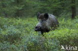 Wild Boar (Sus scrofa)