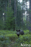 Wild Boar (Sus scrofa)