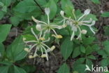 Honeysuckle (Lonicera periclymenum)