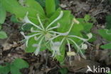 Honeysuckle (Lonicera periclymenum)