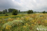 Field Eryngo (Eryngium campestre)