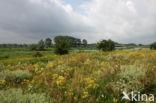 Wilde kruisdistel (Eryngium campestre)