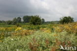 Wilde kruisdistel (Eryngium campestre)