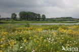 Field Eryngo (Eryngium campestre)