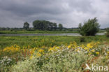 Wilde kruisdistel (Eryngium campestre)