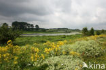 Wilde kruisdistel (Eryngium campestre)