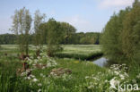 Willow (Salix)