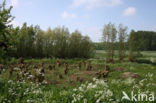 Willow (Salix)