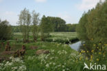Willow (Salix)