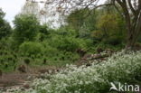 Willow (Salix)