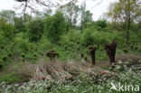 Willow (Salix)