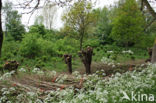 Willow (Salix)