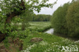 Willow (Salix)