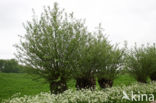 Willow (Salix)