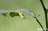 Wilgenhermelijnvlinder (Furcula bifida)
