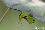 Poplar Kitten (Furcula bifida)