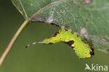Wilgenhermelijnvlinder (Furcula bifida)