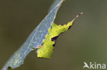 Wilgenhermelijnvlinder (Furcula bifida)