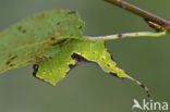 Wilgenhermelijnvlinder (Furcula bifida)