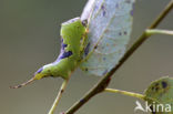 Wilgenhermelijnvlinder (Furcula bifida)