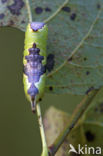 Wilgenhermelijnvlinder (Furcula bifida)