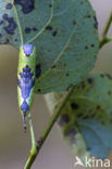 Wilgenhermelijnvlinder (Furcula bifida)