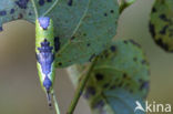 Poplar Kitten (Furcula bifida)