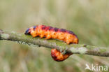 Wilgenhoutrups (Cossus cossus)