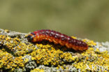 Goat Moth (Cossus cossus)