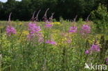 Wilgeroosje (Chamerion angustifolium)